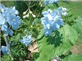 kokotić